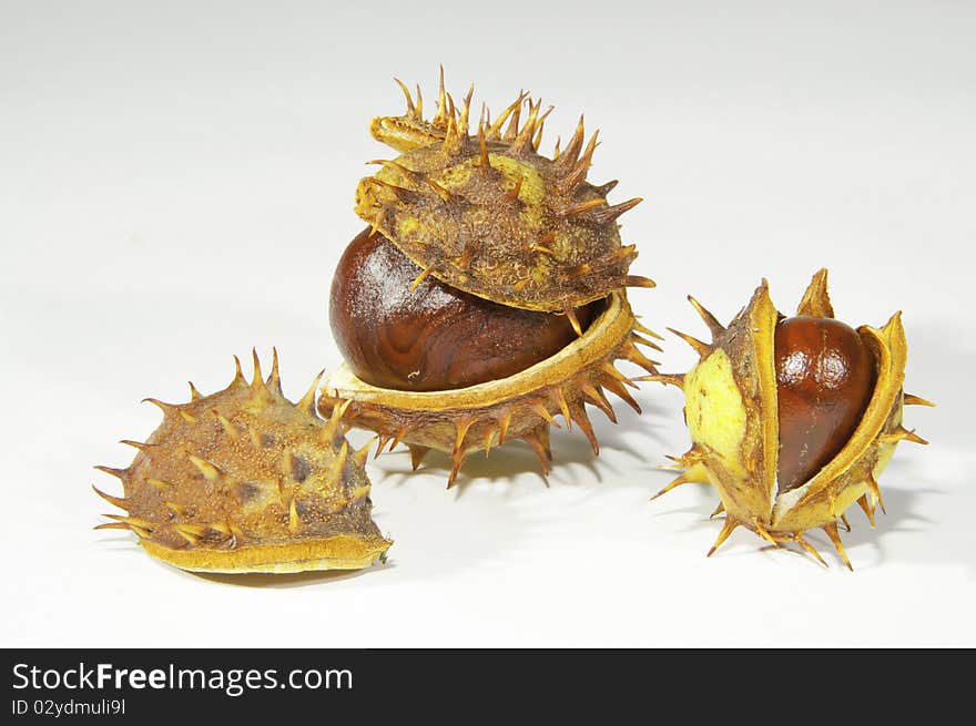 This image shows chestnuts, with its pods, on white background. This image shows chestnuts, with its pods, on white background