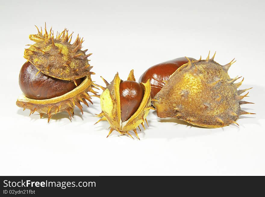 This image shows  chestnuts, with its pods, on white background. This image shows  chestnuts, with its pods, on white background