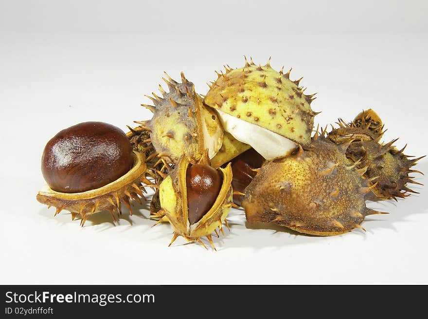 This image shows  chestnuts, with its pods, on white background. This image shows  chestnuts, with its pods, on white background