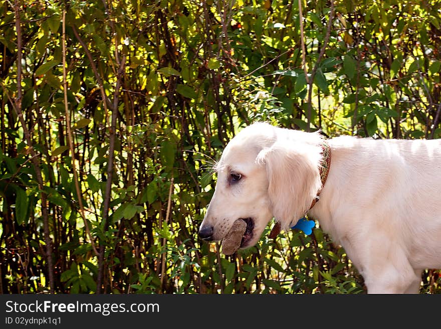 A saluki pup carry a stone in its chaps. A saluki pup carry a stone in its chaps