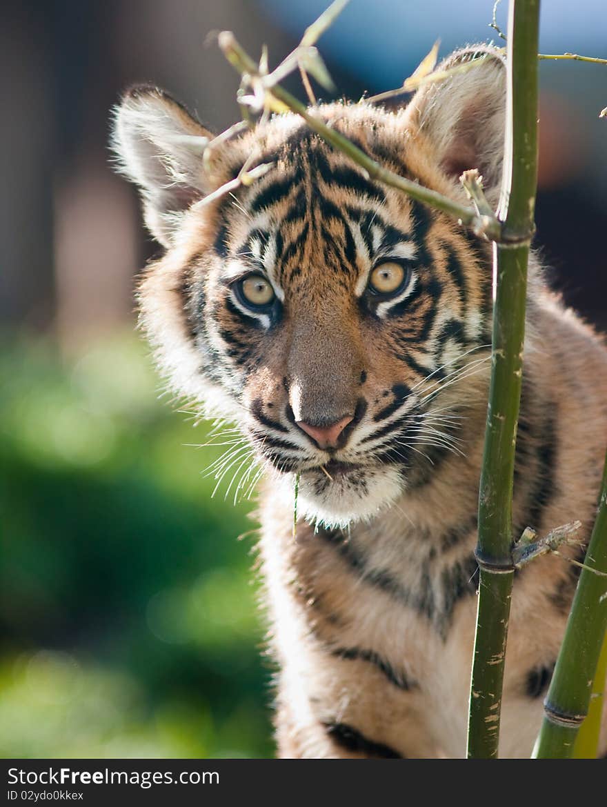 Tiger cub