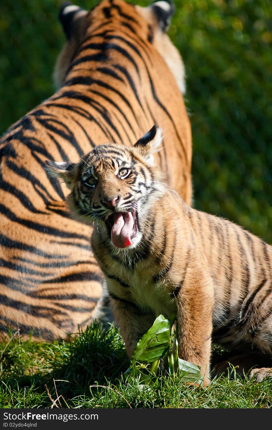 Tiger cub