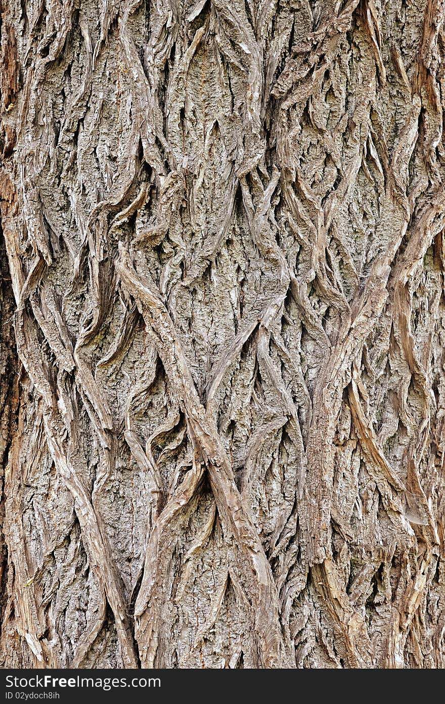 Bark texture