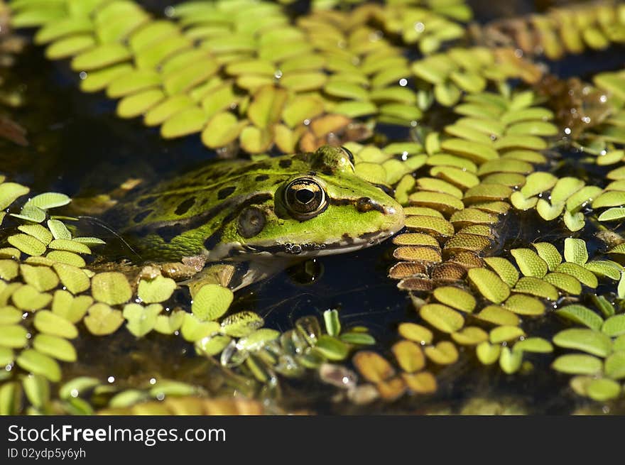 Green frog is trying to hide in swamp. Green frog is trying to hide in swamp