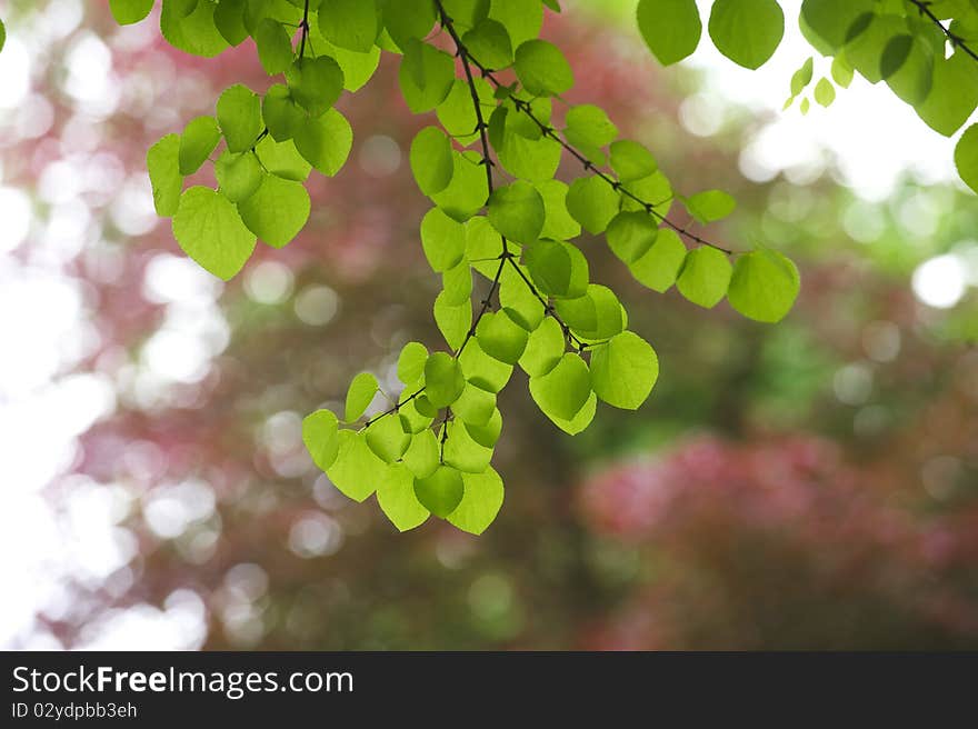 Backlit green leaves