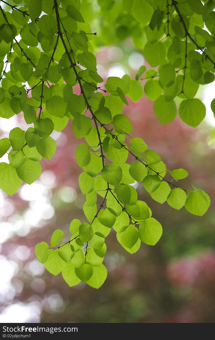 Backlit green leaves