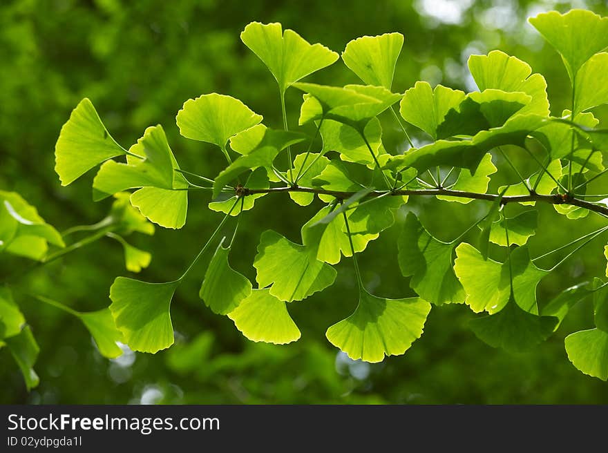 Backlit Green Leaves