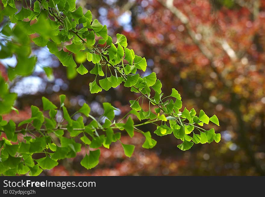 Backlit green leaves