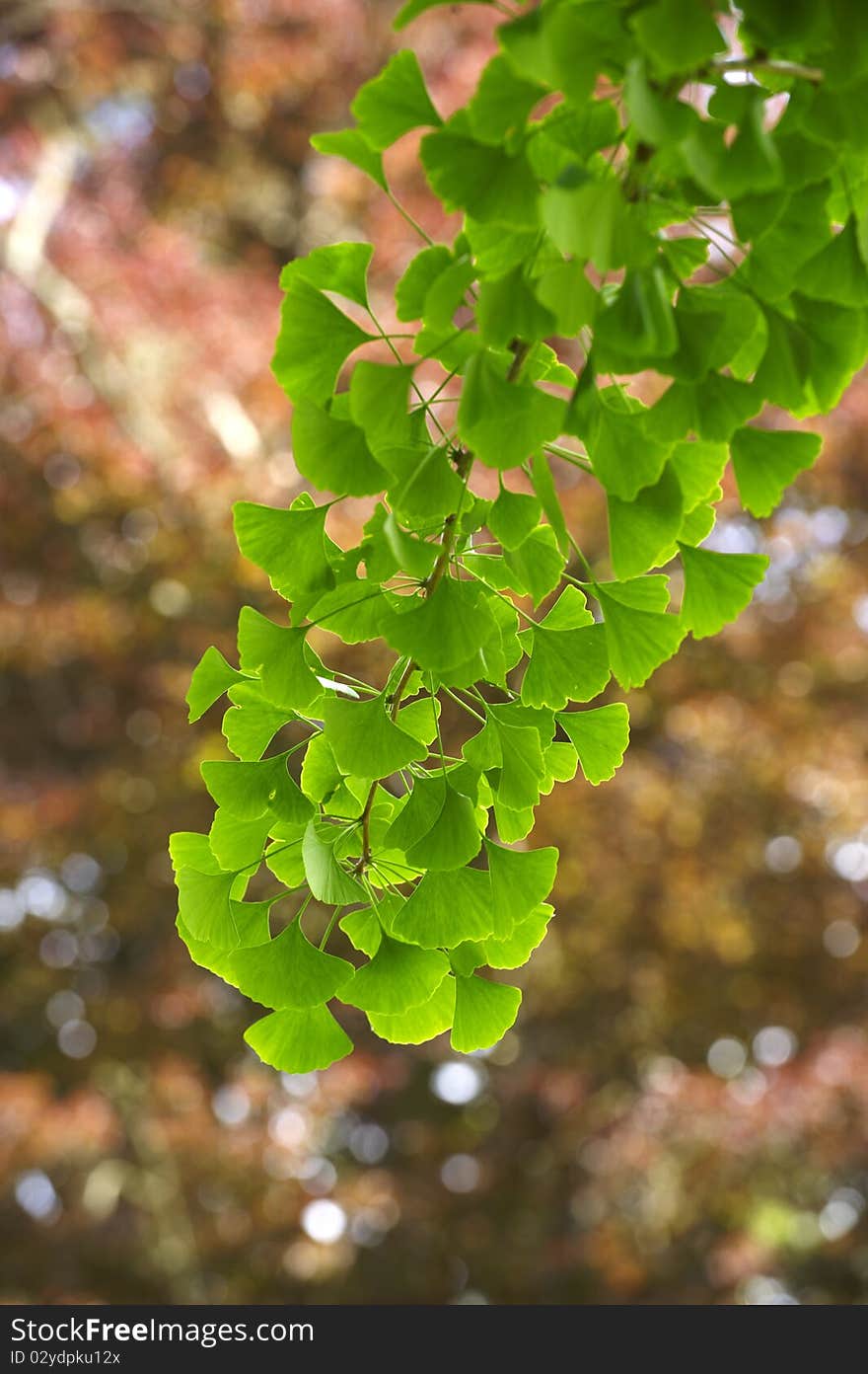 Backlit green leaves