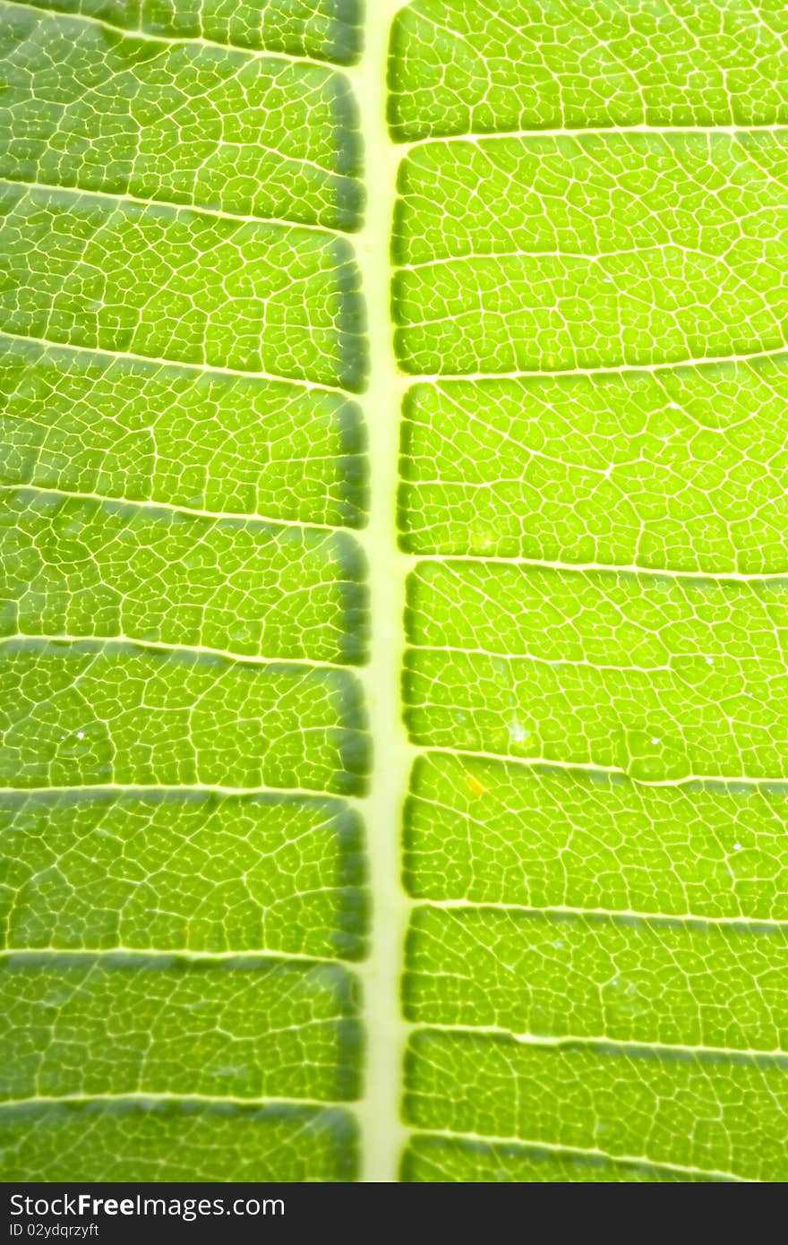 Banana leaf texture for background