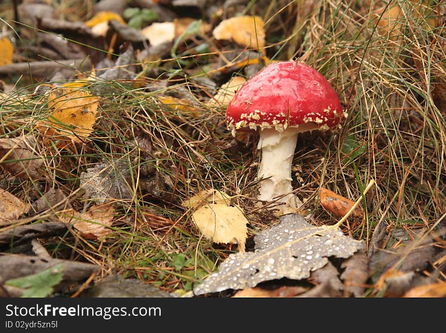 Amanita