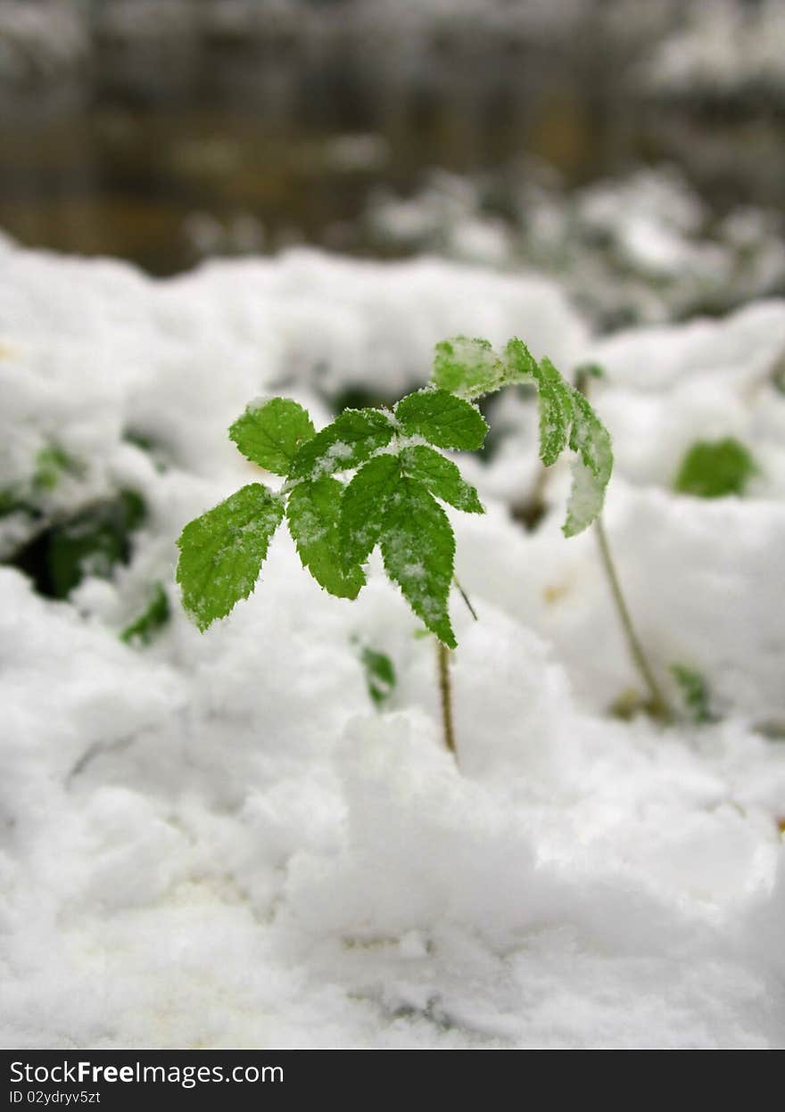 Green plant in first snow