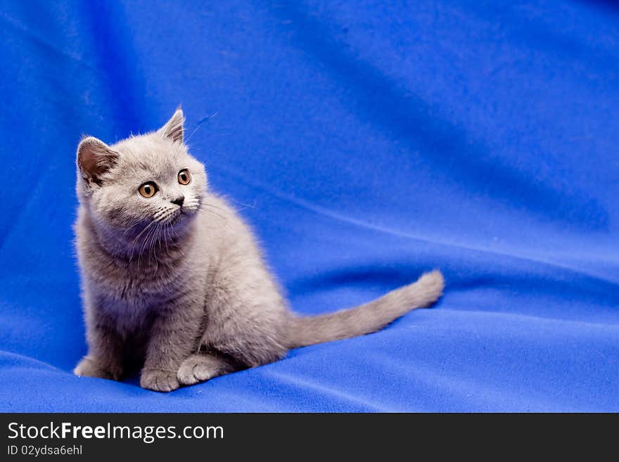 A yellow-eyed British shorthair blue kitten on blue background