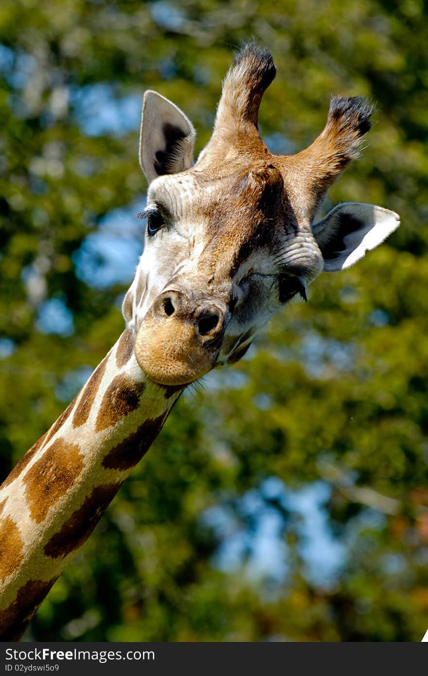 Giraffe