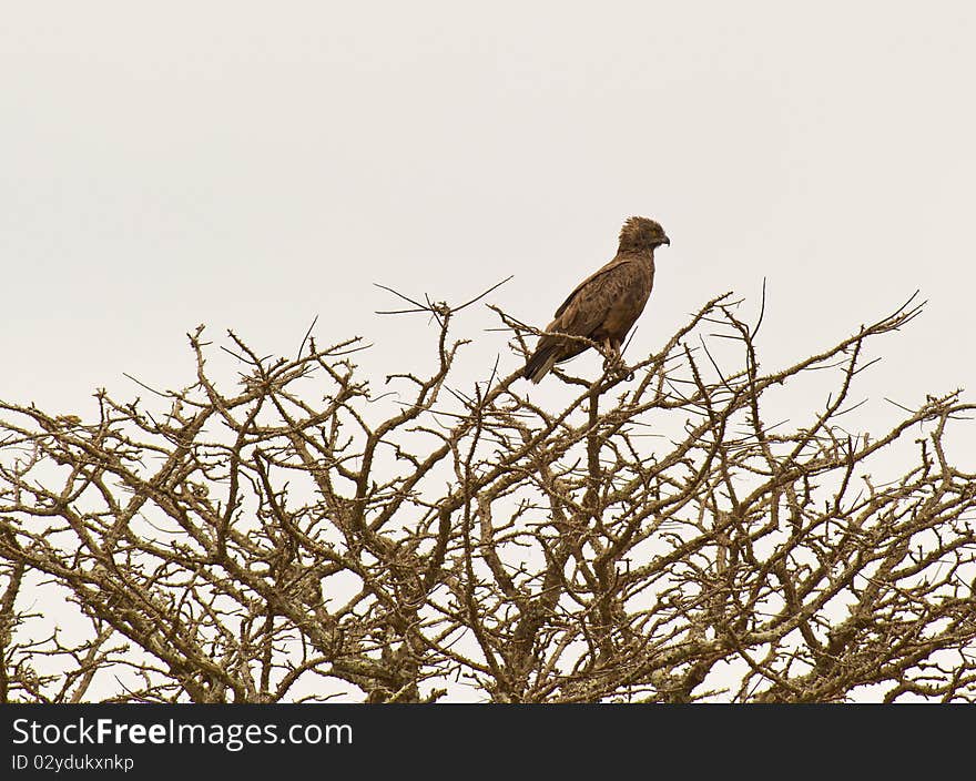 The Brown Snake Eagle