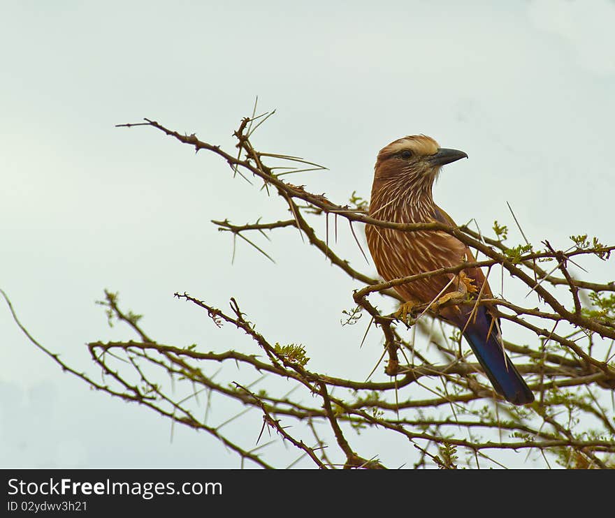 The Rufous-crowned Roller