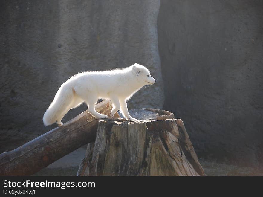 White Fox climbing on top of a stump. White Fox climbing on top of a stump