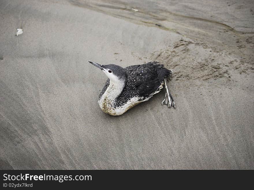 We rescued this loon, it was injured from all the battering waves during a storm. We rescued this loon, it was injured from all the battering waves during a storm