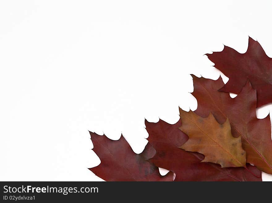 Red oak leaves isolated on white, empty space