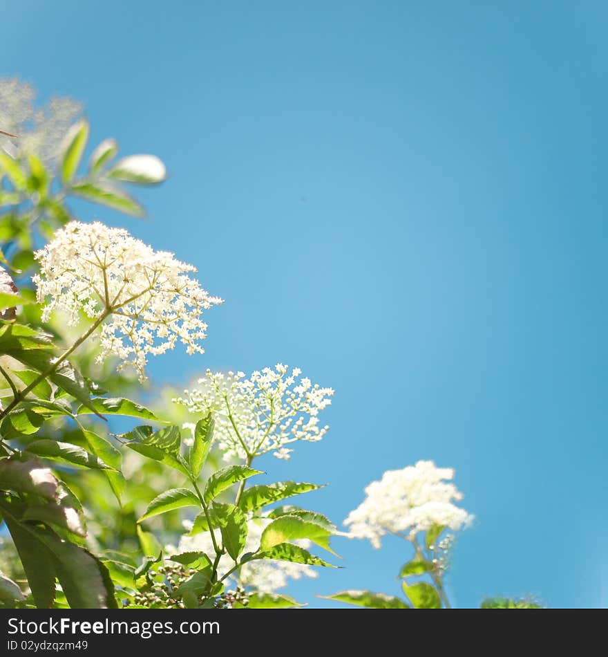 Flowers background and blue sky