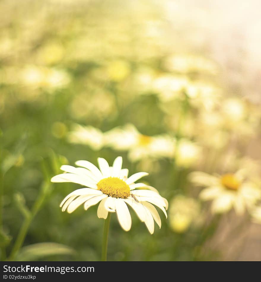 Beautiful Flowers background and bpkeh.