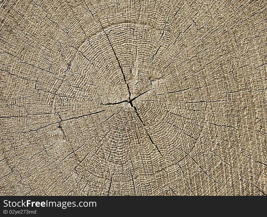 Rough sawn end face of a tree trunk, suitable as background. Rough sawn end face of a tree trunk, suitable as background