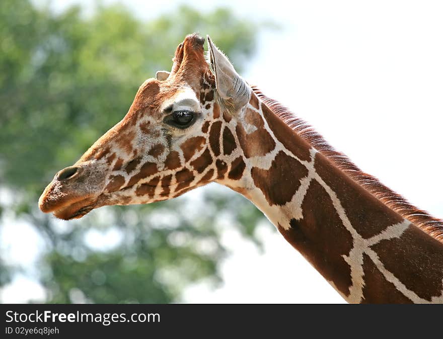 Beautiful giraffe on the background of green foliage