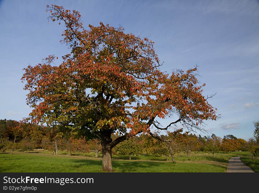 Tree in the fall