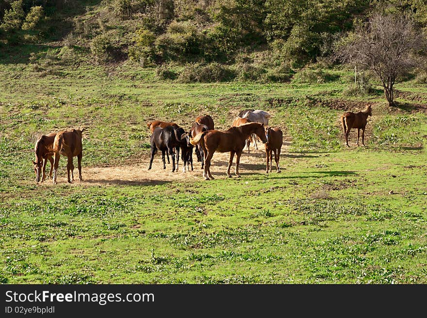 Brown horses on green grass