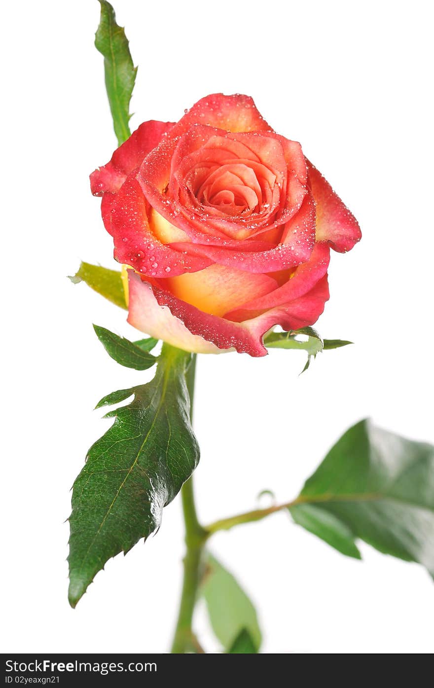 The one rose with green leaves on a white background