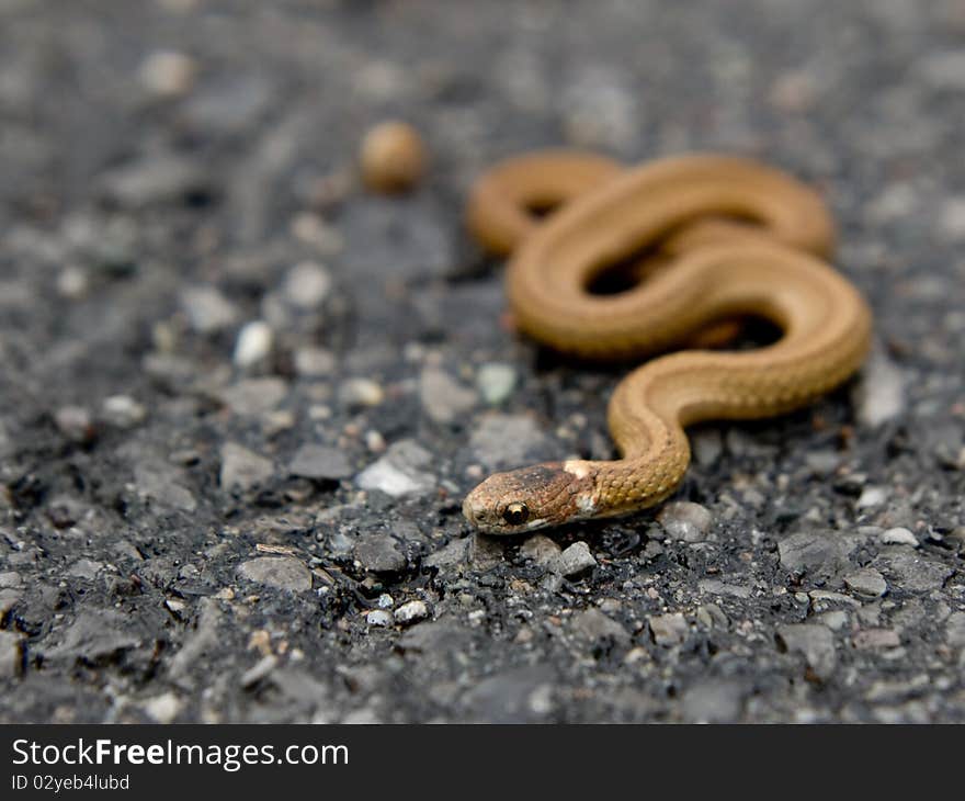 A small brown snake on a road.