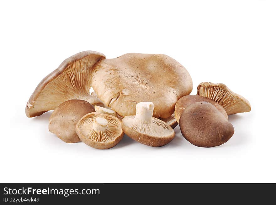 The mushrooms on a white background