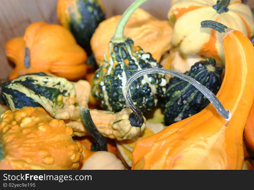 Textured colorful gourds with stems in wooden crate. Textured colorful gourds with stems in wooden crate