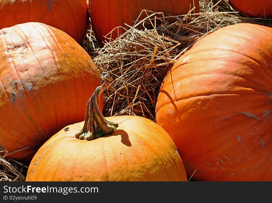 Bright orange pumpkins in haystack at farm