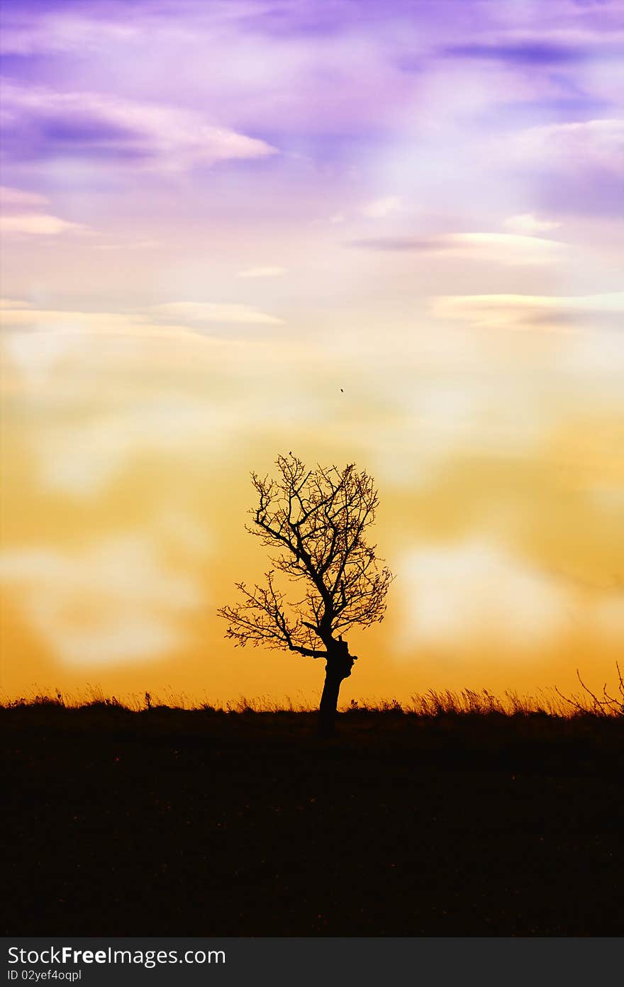 Solitary tree in the rural landscape