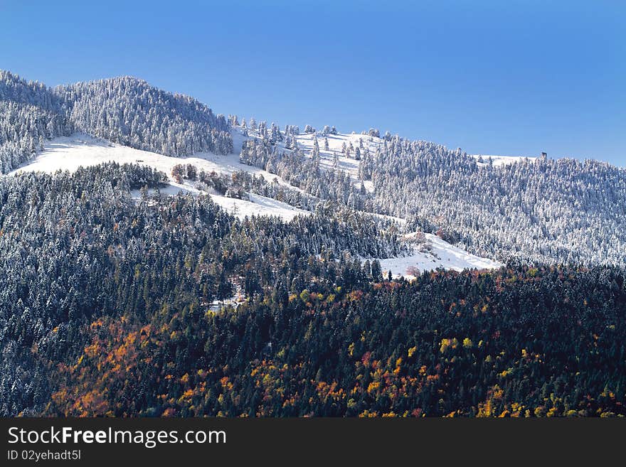 Snow-covered pine forest