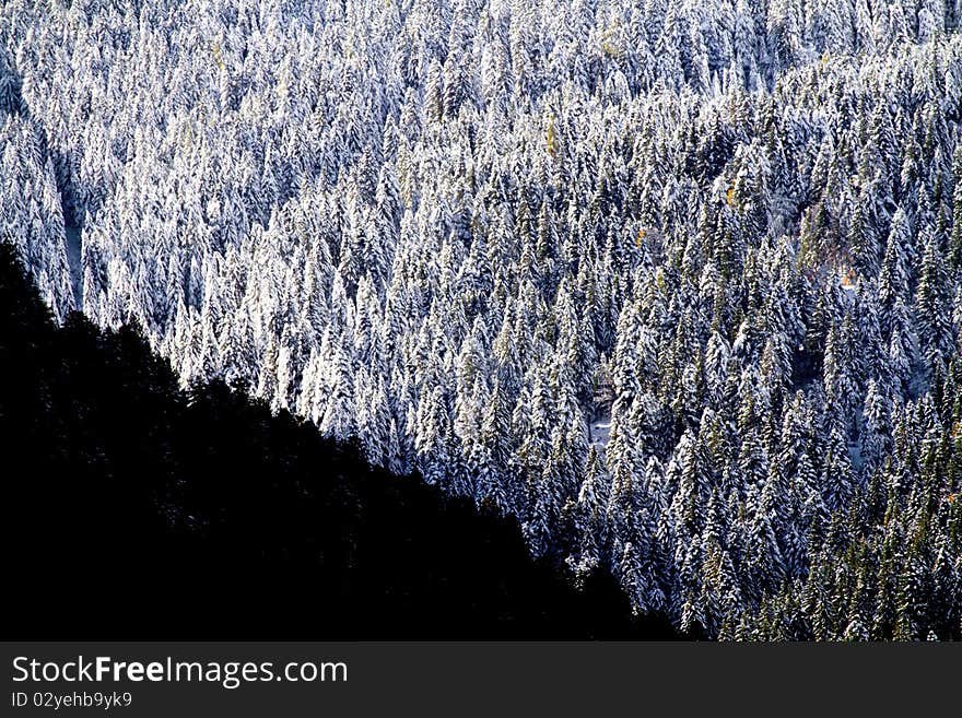 Snow-covered pine forest