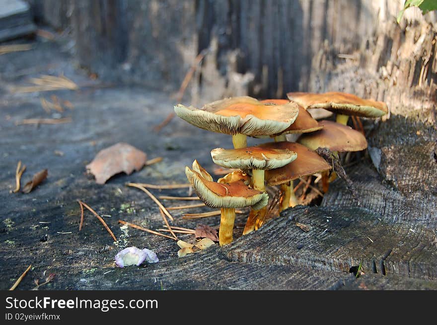 Mushrooms on stump, probably Tricholoma auratum (not certain), Ukrainian forest in early autumn