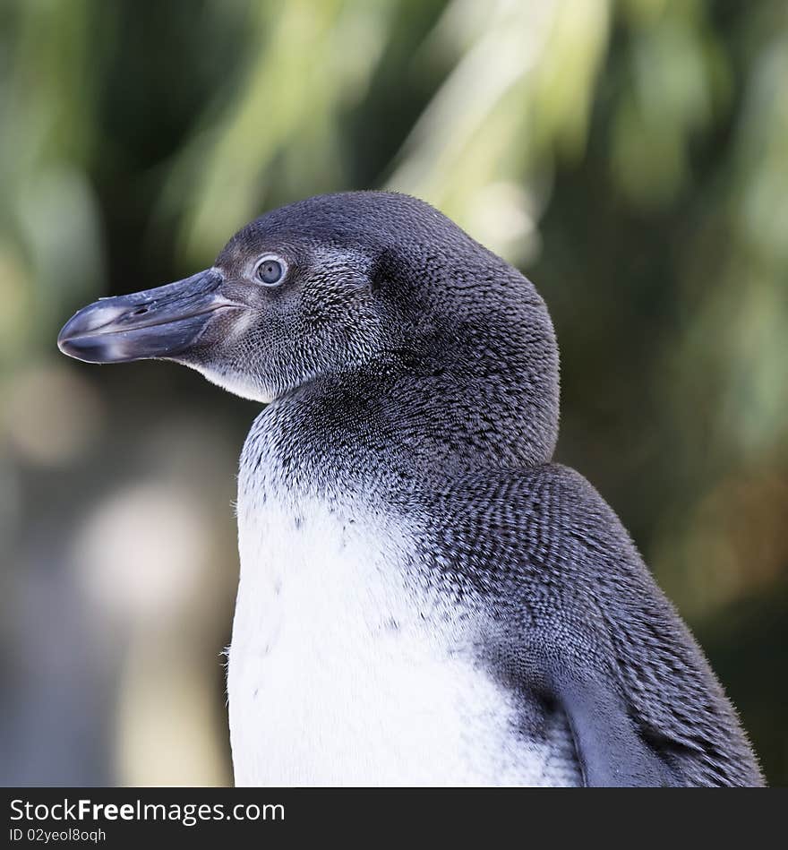 Penguin