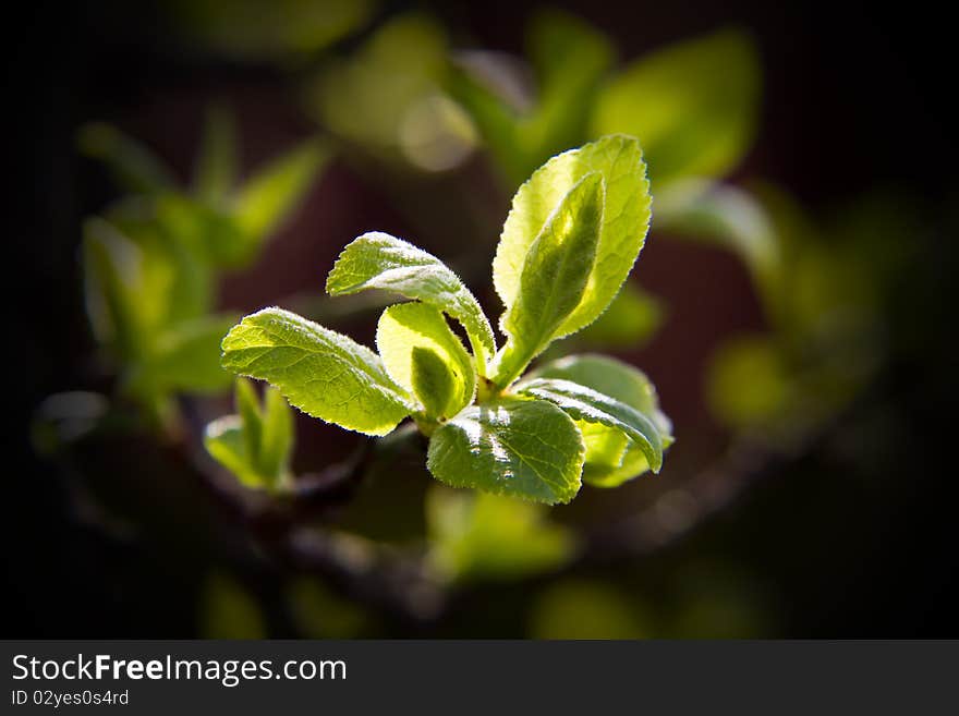 Another year and the fresh new leaves start to unfurl in the early Spring sunshine