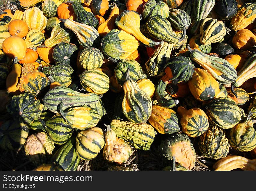 Pretty different types of pumpkins for sale