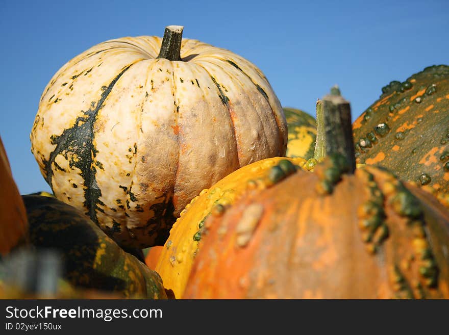 Pretty different types of pumpkins for sale. Pretty different types of pumpkins for sale