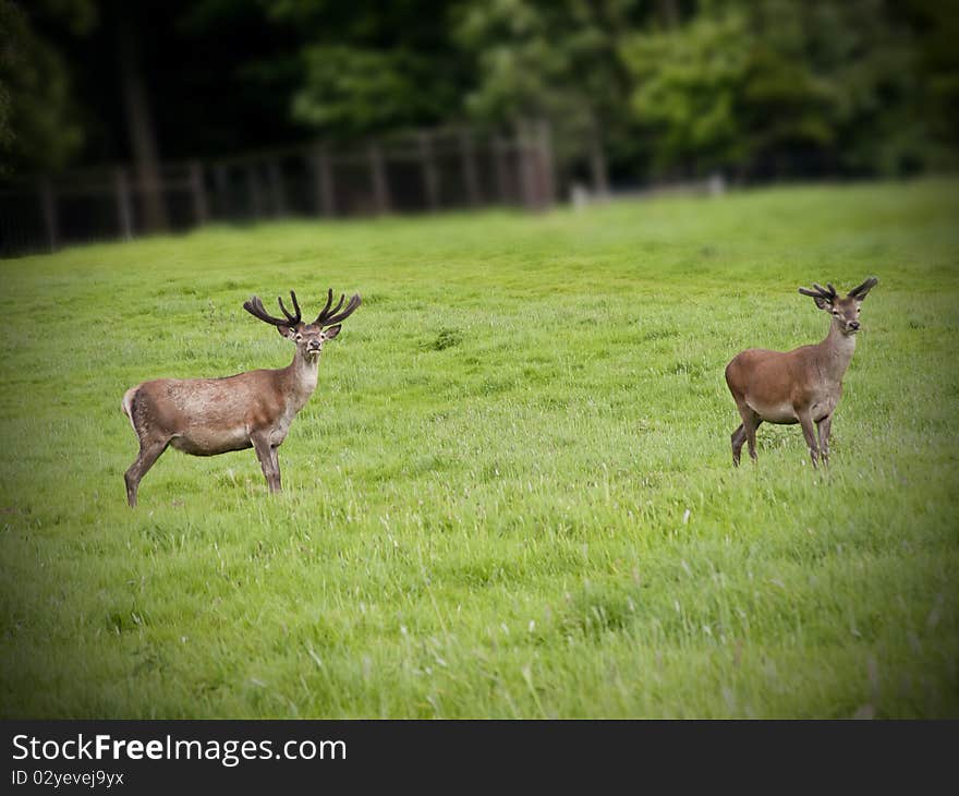 Red Deer