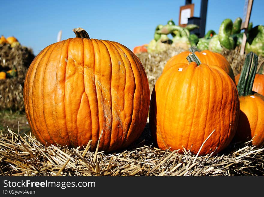 Pretty different types of pumpkins for sale. Pretty different types of pumpkins for sale