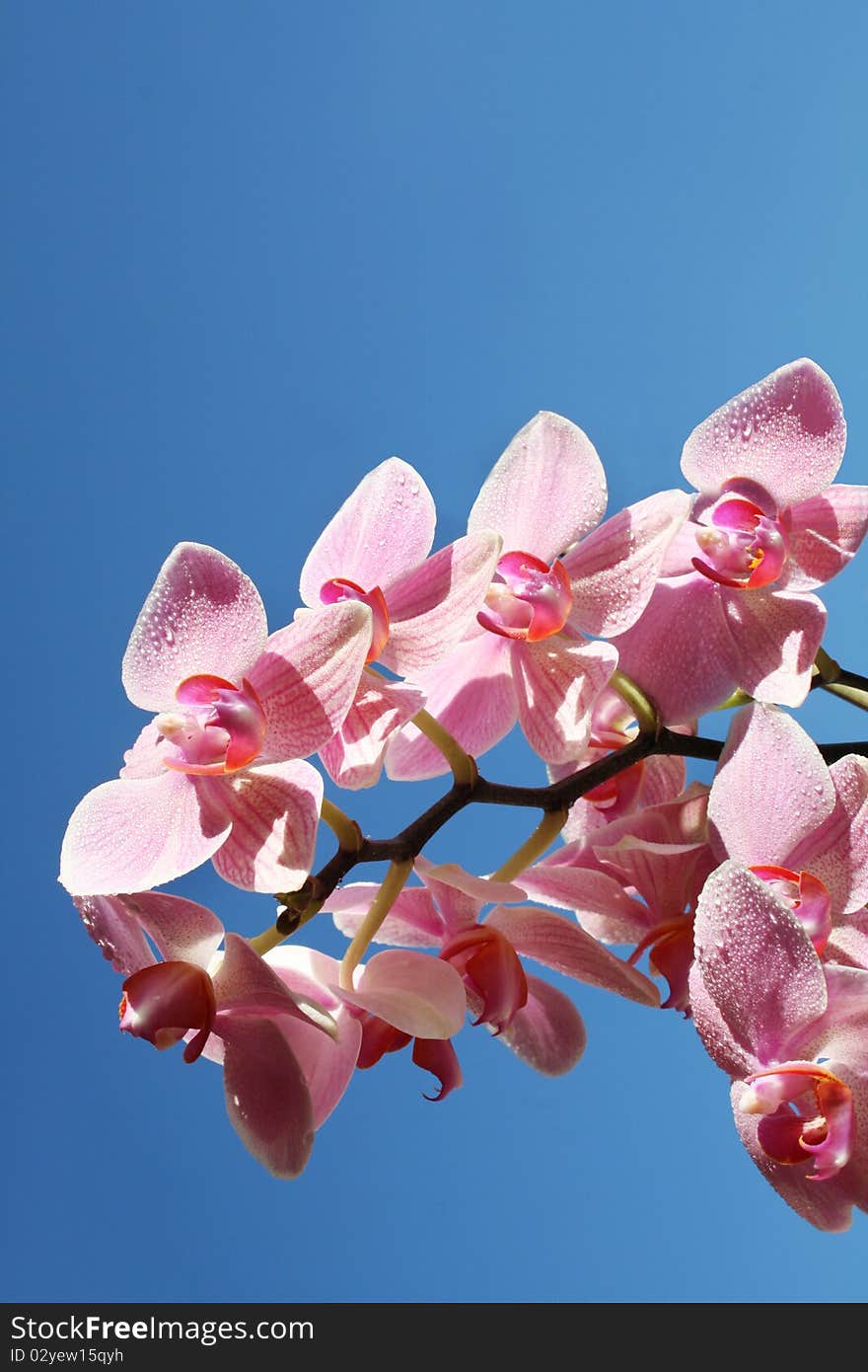 Orchid in the water on a sunny day. Orchid in the water on a sunny day