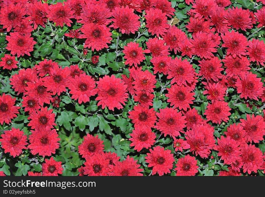 Floral background of red Chrysanthemum. Floral background of red Chrysanthemum