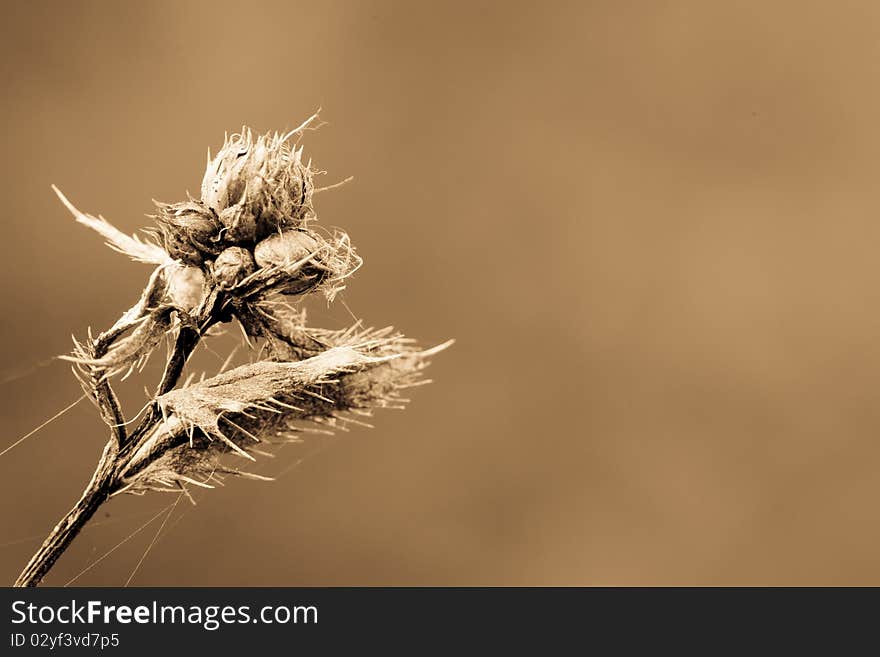 Dry plant