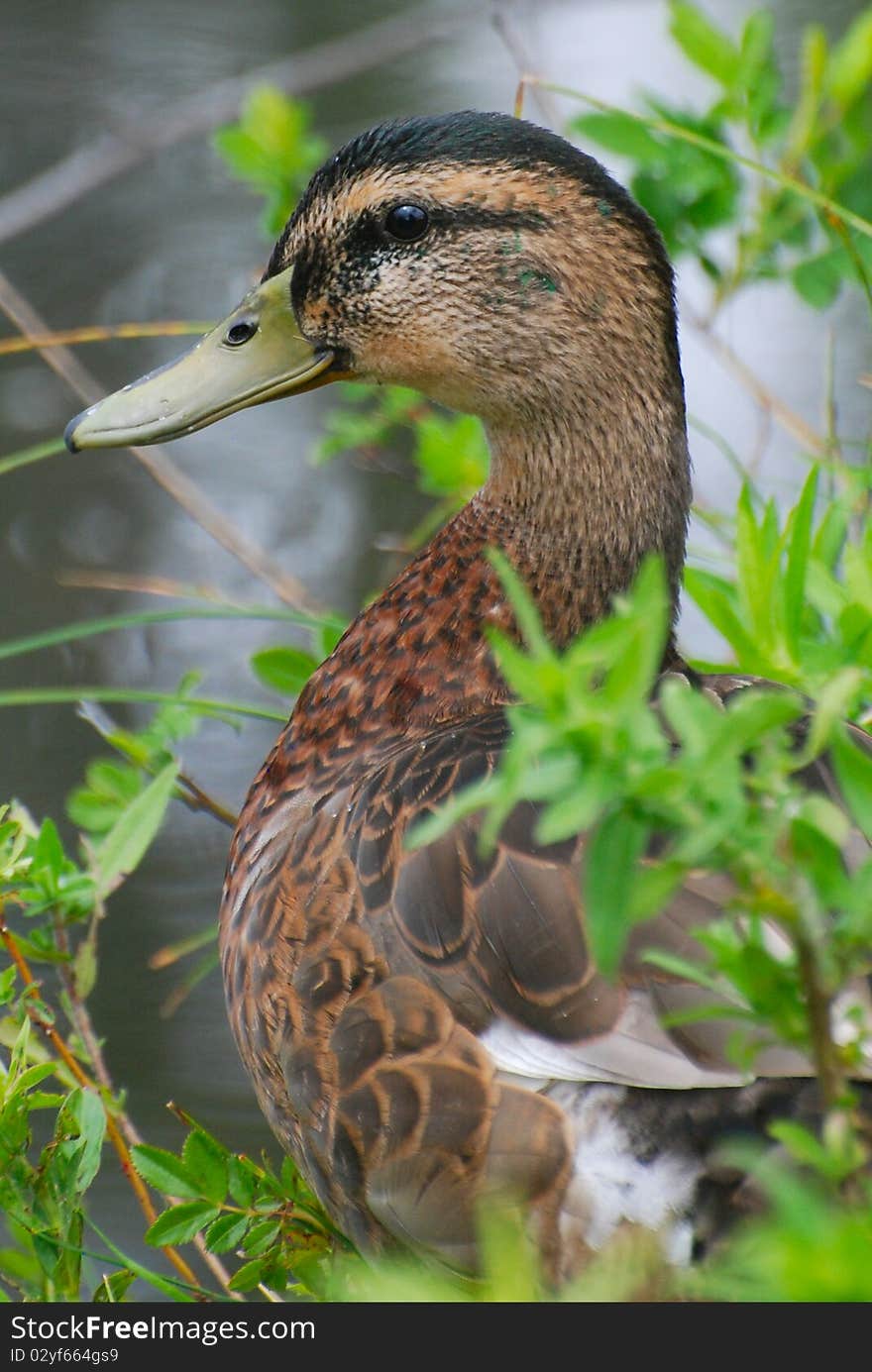 Juvenile Mallard Duck