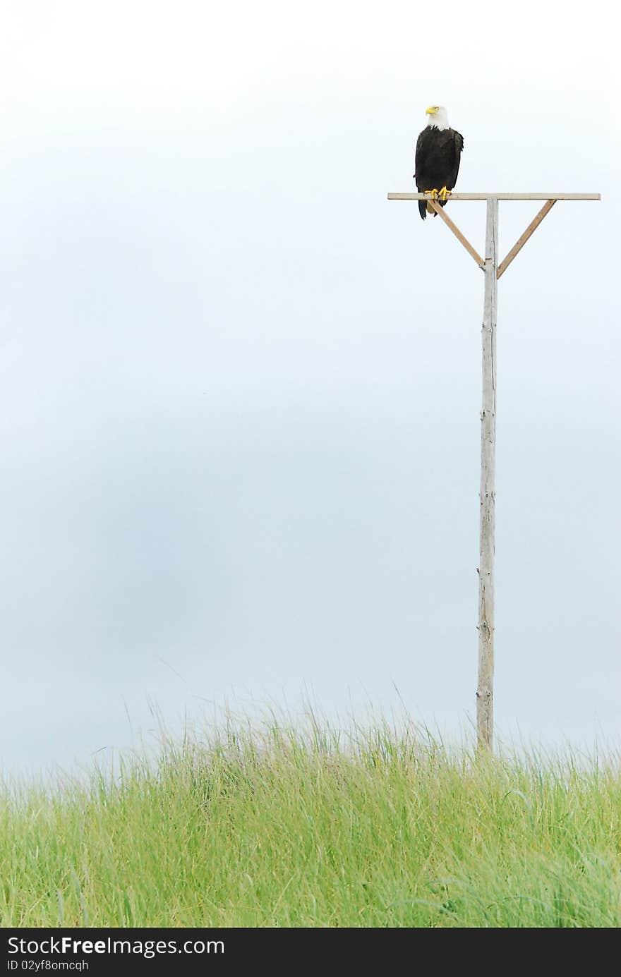 Bald Eagle Perched