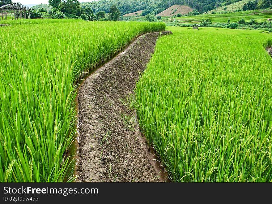 Rice Terraces,Mea chame, Chamgmai,Thailand. Rice Terraces,Mea chame, Chamgmai,Thailand